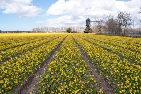 Yellow daffodil fields and a windmill at Lisse, nearby Keukenhof, the tulip g Photos