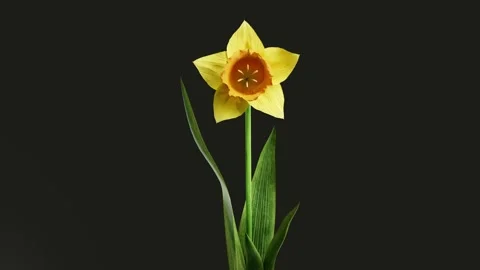 Yellow daffodil flower blooming time lapse on black background, spring narc.. 스톡 동영상 341268429