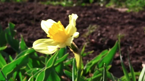 Yellow daffodil flower Stock Footage 67339198