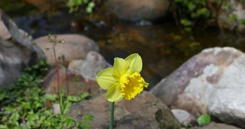 Yellow Daffodil flower in front of a stream. Video stock 87523012