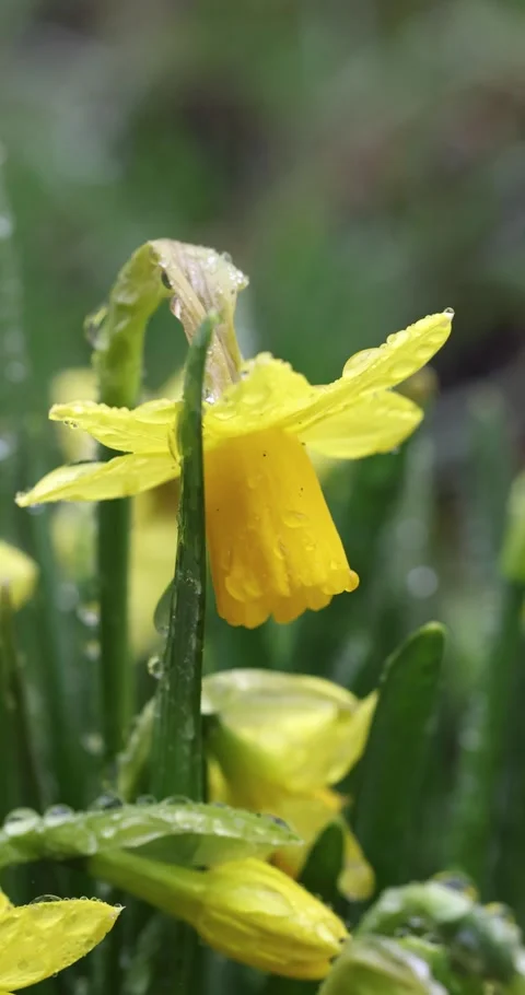 Yellow daffodil flower gently swaying after rain Stock Footage 330683494