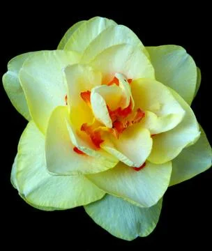 Yellow daffodil flower growing on black background Stock Photos