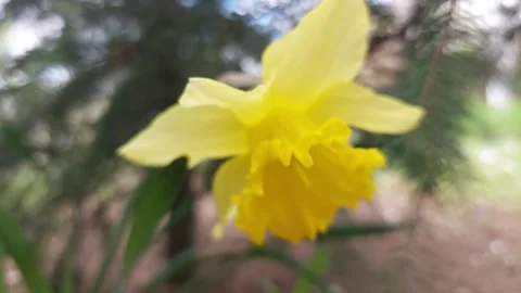 Yellow daffodil flower moving in the wind close up Vídeos de archivo 333641722