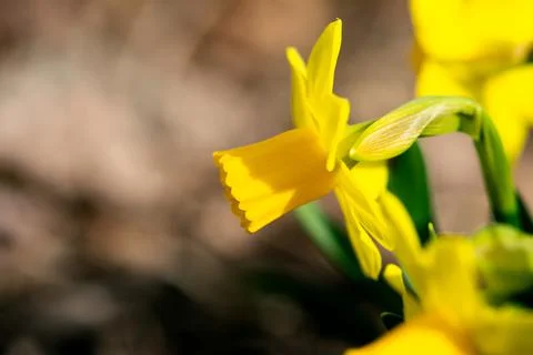 Yellow Daffodil Flower Stock Photos