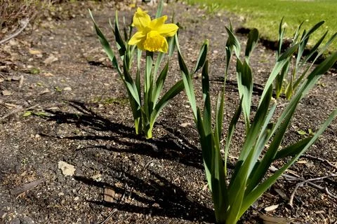 Yellow daffodil flower in spring Stock Photos