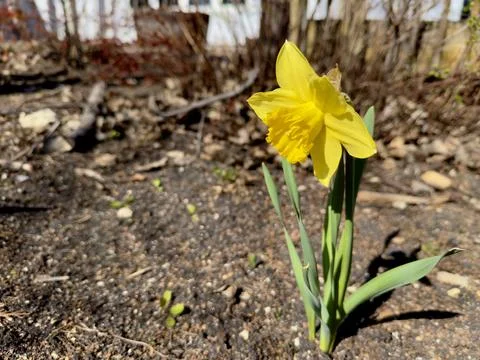Yellow daffodil flower in spring Stock Photos