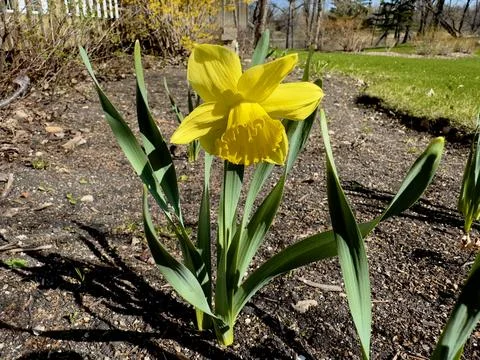Yellow daffodil flower in spring Stock Photos