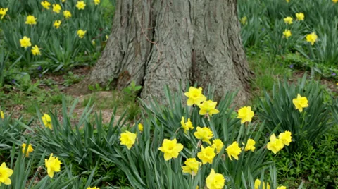 Yellow daffodil flowers at the base of a tree Stock Footage 38825495