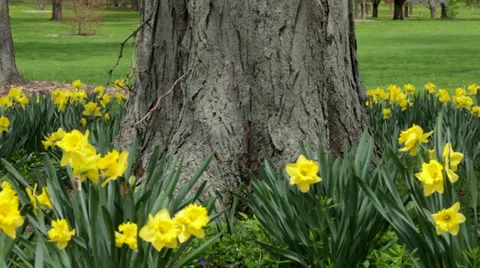 Yellow daffodil flowers at the base of a tree in a meadow Stock Footage 38827228