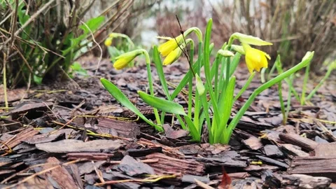 Yellow Daffodil Flowers Blooming In Spring Garden Mulch Stock Footage 333093977