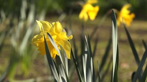 Yellow Daffodil Flowers Stock Footage 48270918