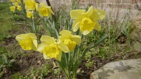 Yellow daffodil flowers Stock Footage 89233242