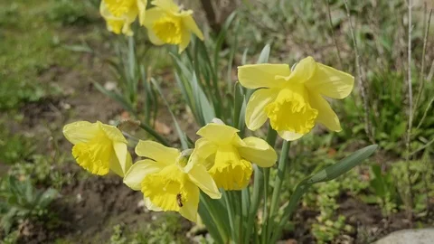 Yellow daffodil flowers Stock Footage 89233251