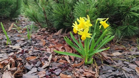 Yellow Daffodil Flowers With Raindrops In Spring Garden Stock Footage 333093934