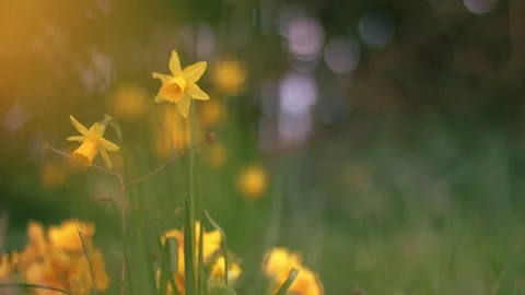 Yellow daffodil flowers in Spring warm sunshine Vídeos de archivo 331738900