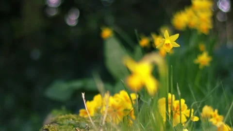 Yellow daffodil flowers in Spring warm sunshine Stock Footage 337408763