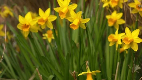 Yellow daffodil flowers in Spring on windy day Stock Footage 336955273