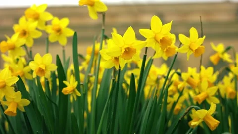Yellow daffodil flowers in Spring on windy day Stock Footage 337408825