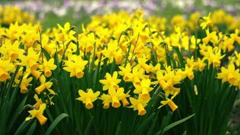 Yellow daffodil flowers in Spring on windy day Stock Footage 339095781