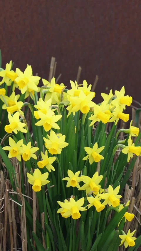 Yellow daffodil flowers swaying in the wind Stock Footage 337250053