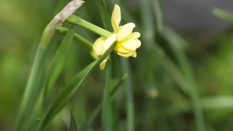 Yellow daffodil is fluttering in the wind. Stock Footage 104000521