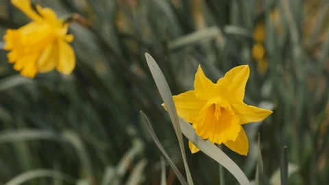 Yellow Daffodil Vídeo Stock 127023006