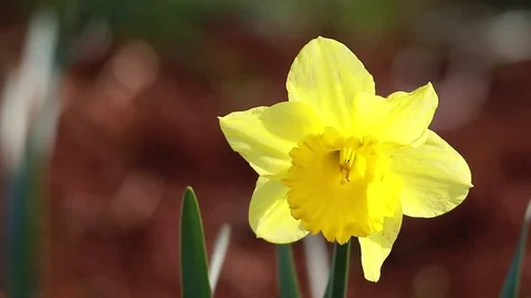 Yellow daffodil in the garden Stock Footage 127635353