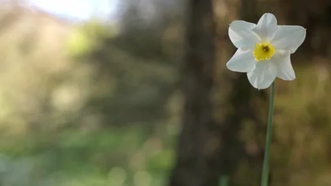 Yellow Daffodil Gently Swaying In The Wind- Slow Mo- Negative Space Stock Footage 152584775