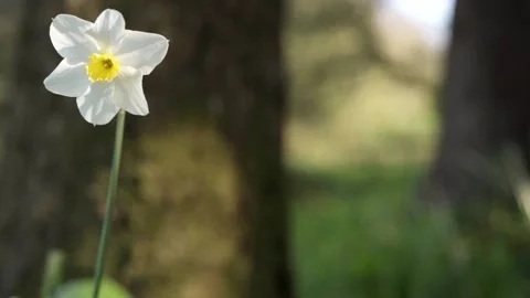 Yellow Daffodil Gently Swaying In The Wind- Slow Mo- Negative Space Stockbeeldmateriaal 152584821