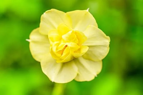 Yellow Daffodil head close-up Stock Photos