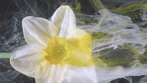 Yellow daffodil immersed in greenish ink plume over dark background Stock Footage 331630294