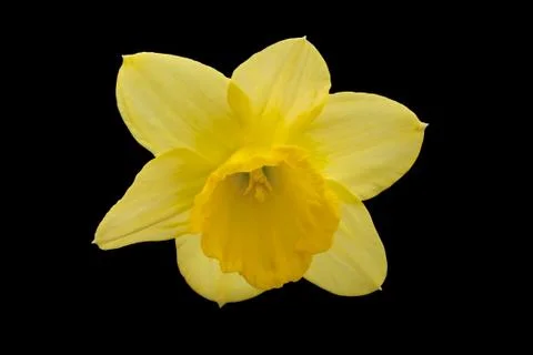 Yellow daffodil isolated on a back background. Stock Photos