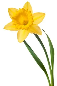 Yellow daffodil isolated Foto stock