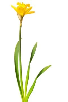 Yellow daffodil isolated Stock Photos