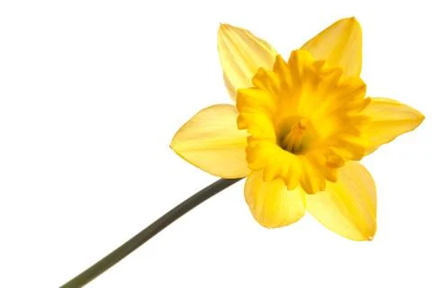 Yellow daffodil isolated Stock Photos