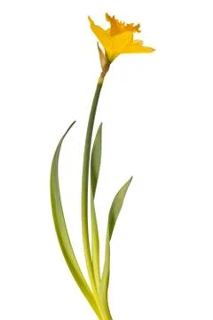 Yellow daffodil isolated Stock Photos