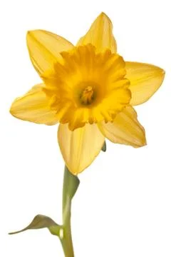 Yellow daffodil isolated Stock Photos
