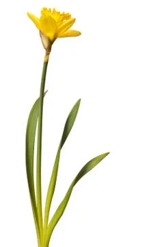 Yellow daffodil isolated Stock Photos