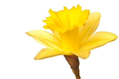 Yellow daffodil isolated Stock Photos