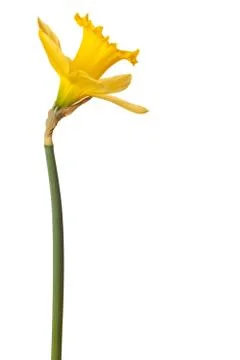 Yellow daffodil isolated Stock Photos
