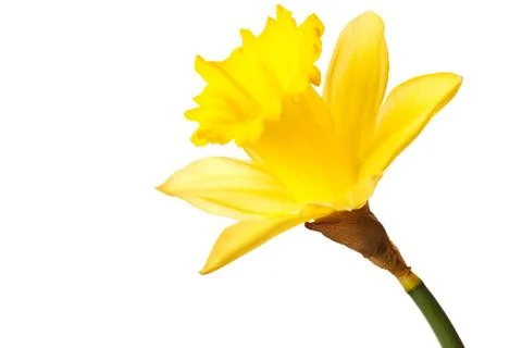 Yellow daffodil isolated Stock Photos