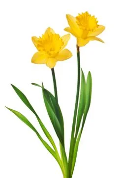 Yellow daffodil isolated Stock Photos