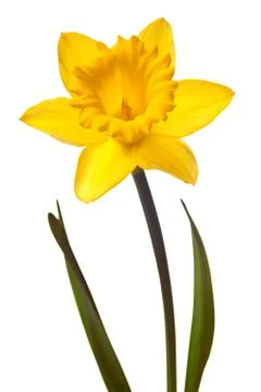 Yellow daffodil isolated Stock Photos