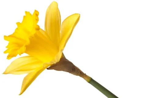 Yellow daffodil isolated Foto stock