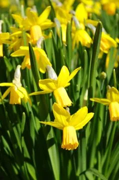 Yellow daffodil Stock Photos