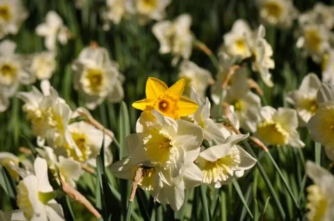 Yellow daffodil Foto stock