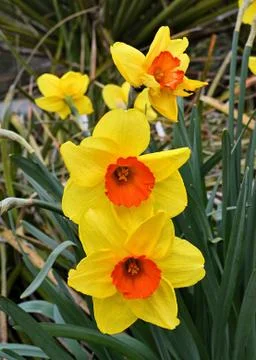 Yellow Daffodil 写真素材