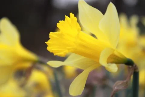 Yellow Daffodil Stock Photos