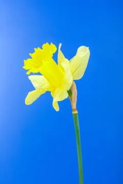 Yellow daffodil Stock Photos