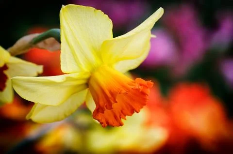 Yellow daffodil Foto stock